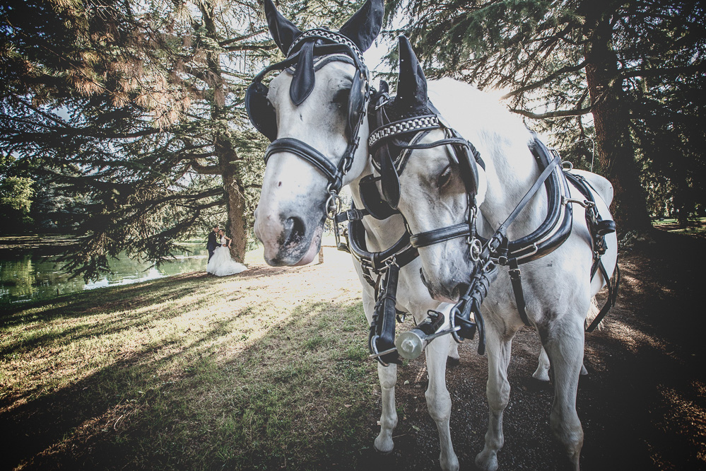 cavalli matrimonio carrozza.jpg