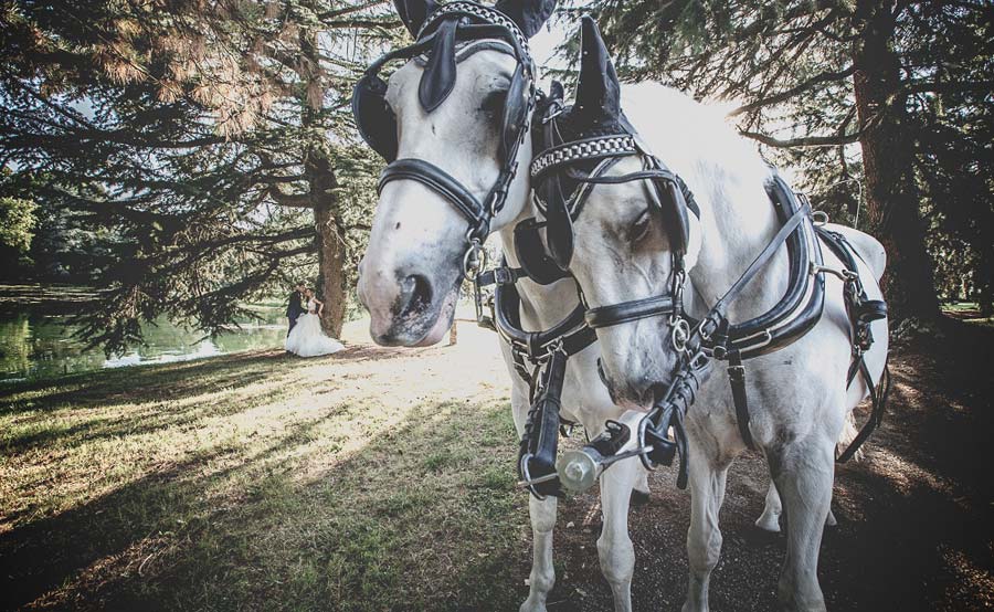 Album di matrimonio Album di matrimonio